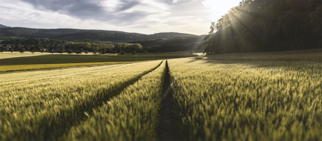 dark wheat field